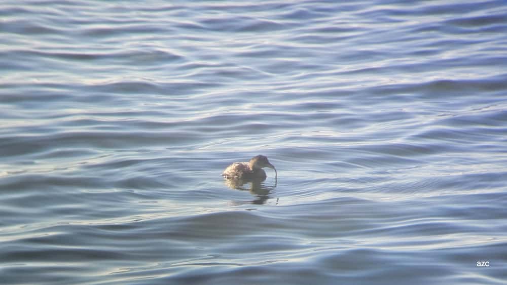Little Grebe - ML645376834