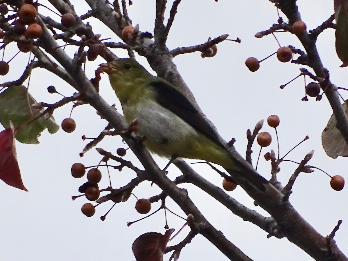 piranga šarlatová - ML645376836