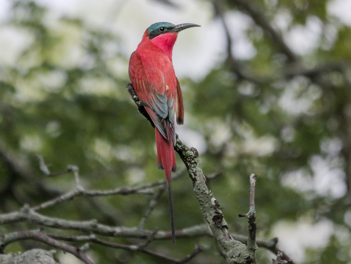 Southern Carmine Bee-eater - ML645376849