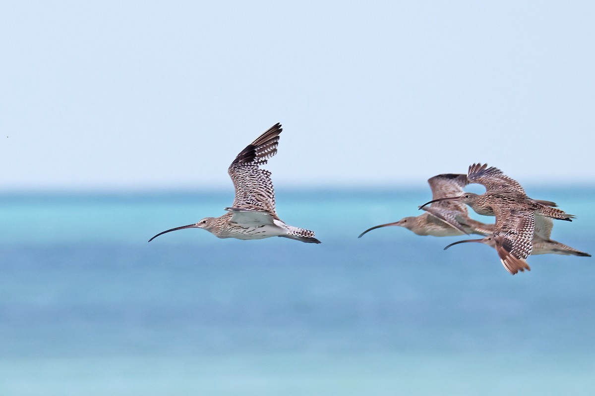 Eurasian Curlew - ML645376855