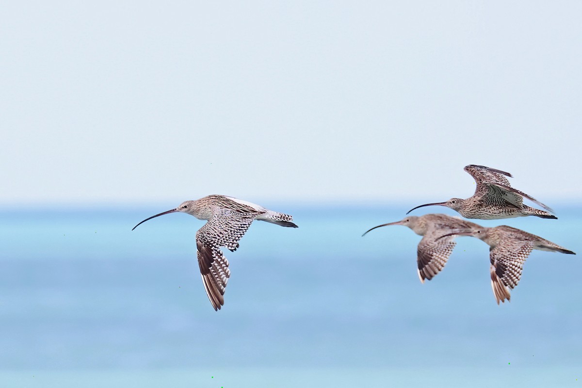 Eurasian Curlew - ML645376856