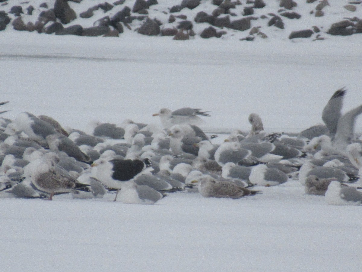 Gavión Atlántico - ML645376863