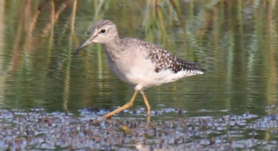 タカブシギ - ML645376874