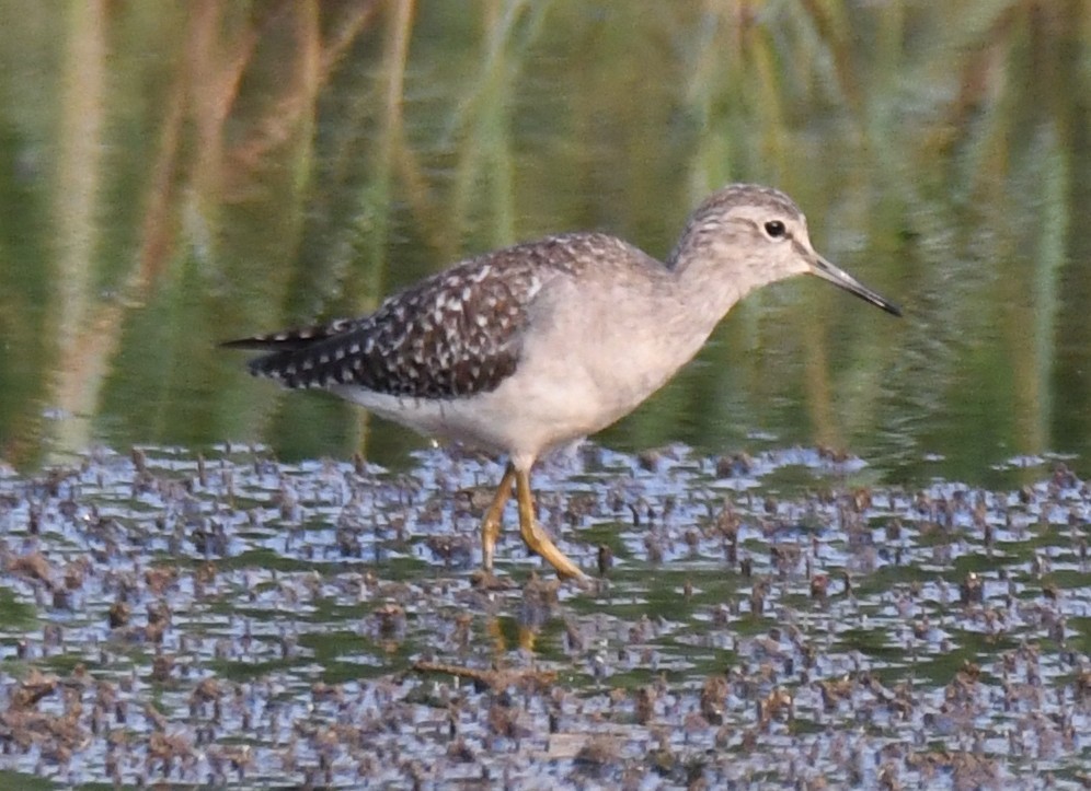 タカブシギ - ML645376877