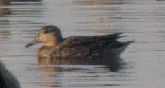 Baikal Teal - ML645376880