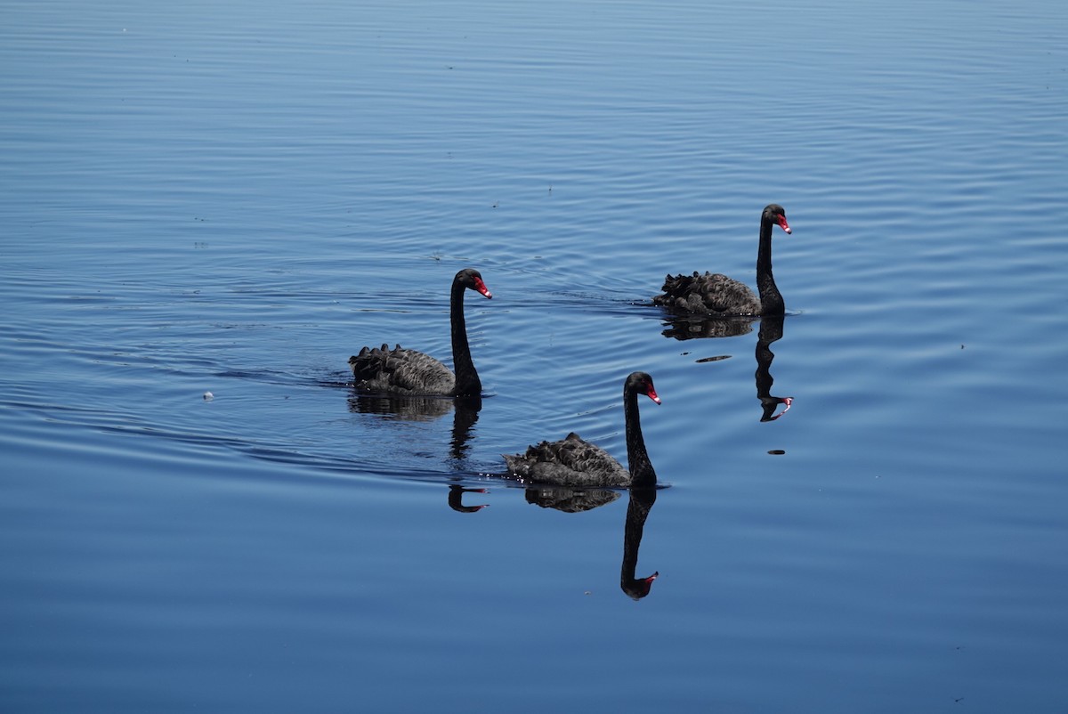 Black Swan - ML645376881