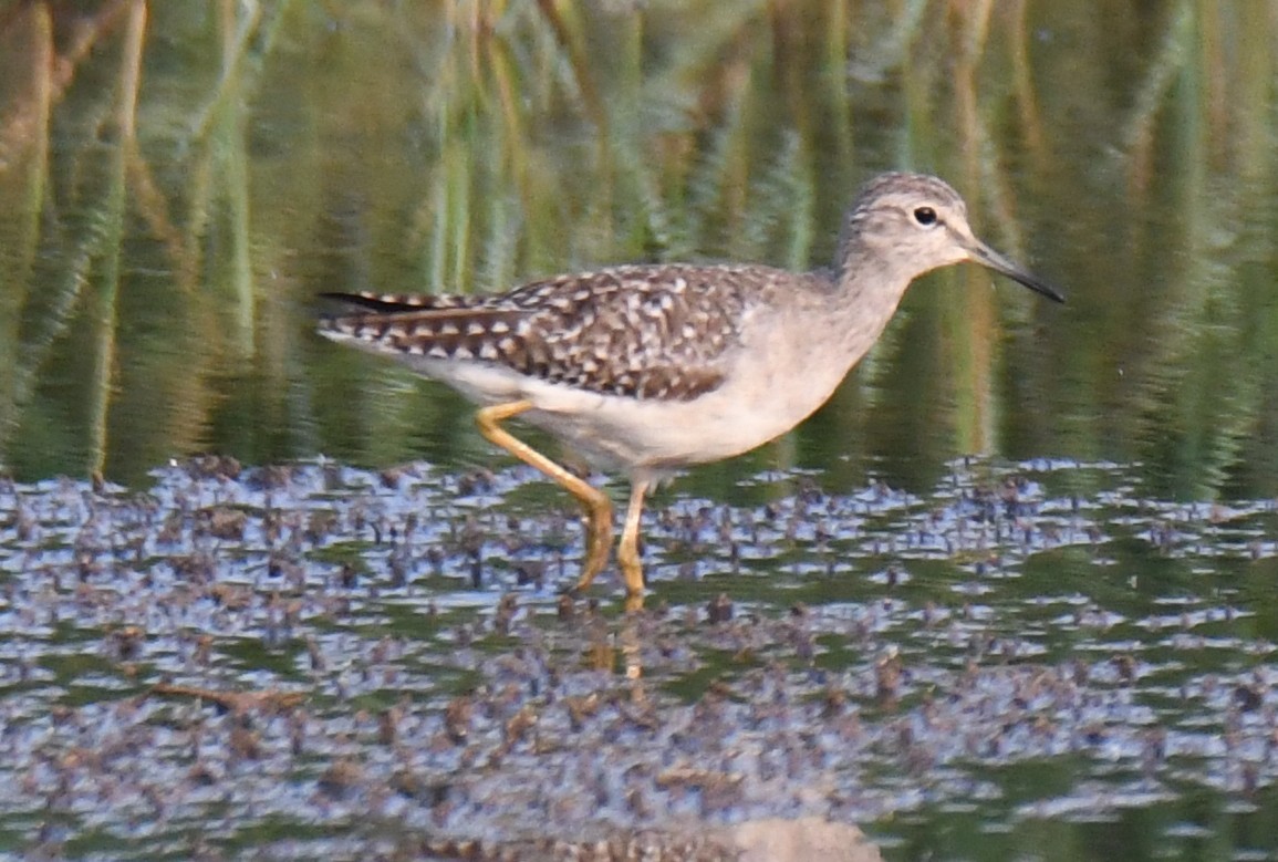 タカブシギ - ML645376882