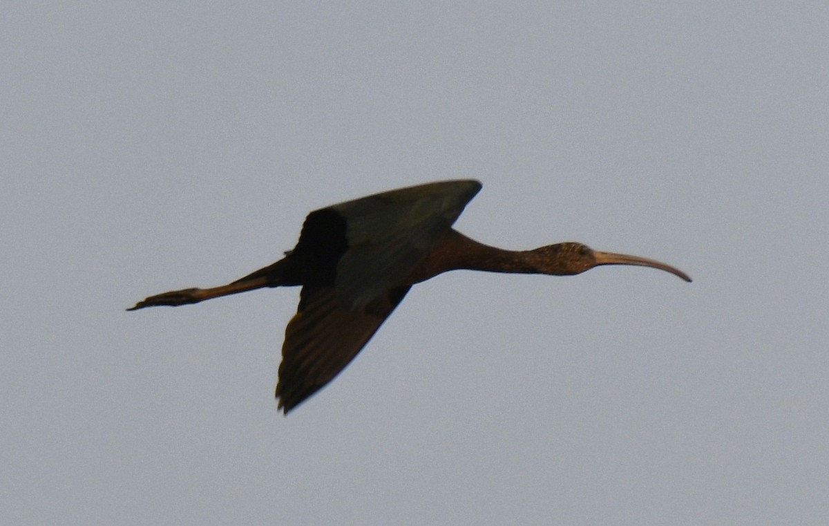 Glossy Ibis - ML645376887