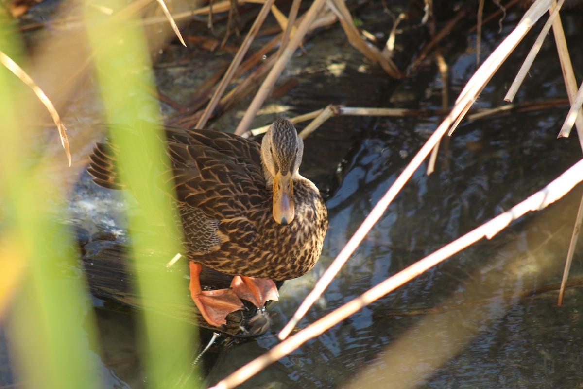 Mottled Duck - ML645376888