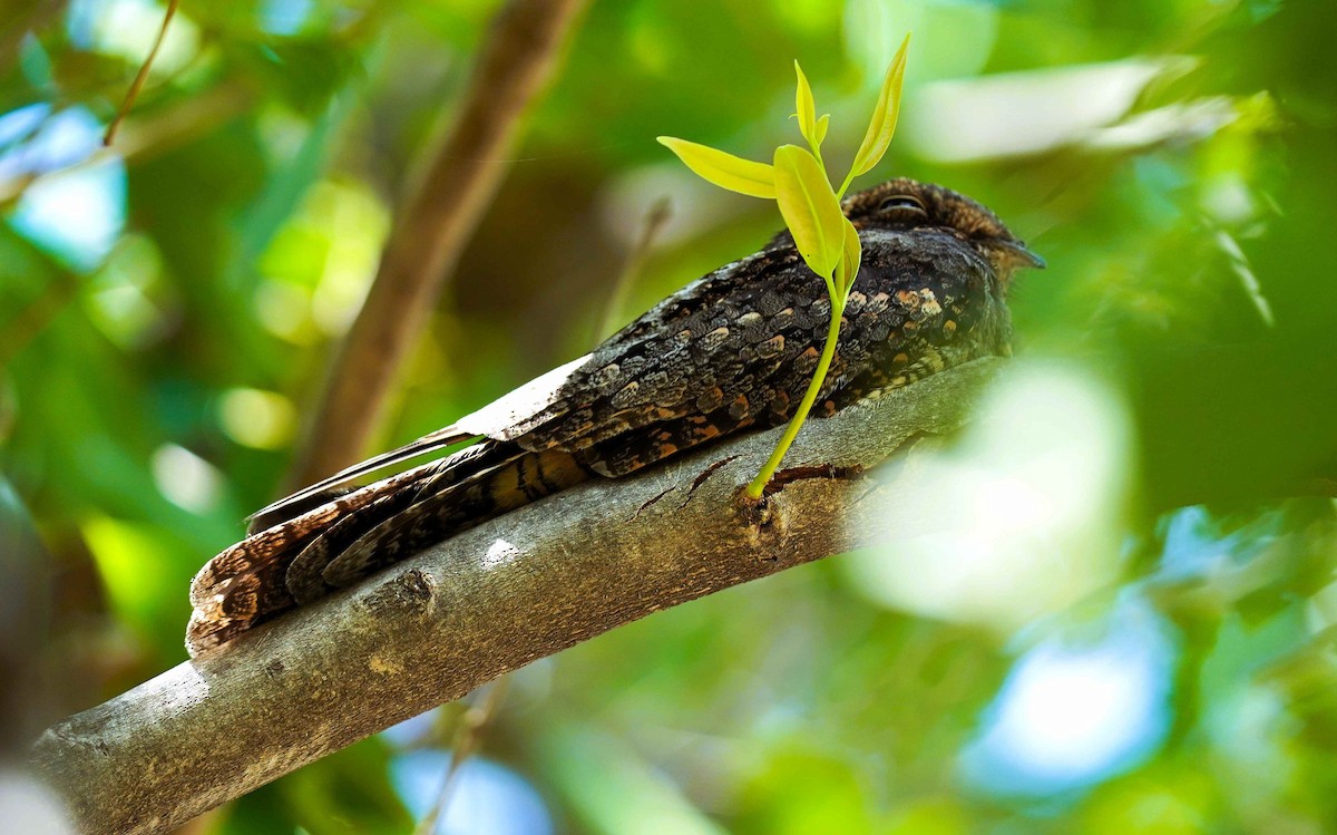 Jungle Nightjar - ML645376889