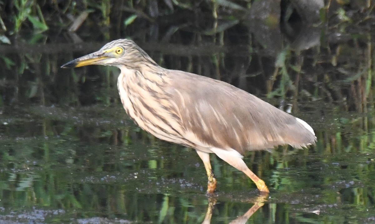 Indian Pond-Heron - ML645376890