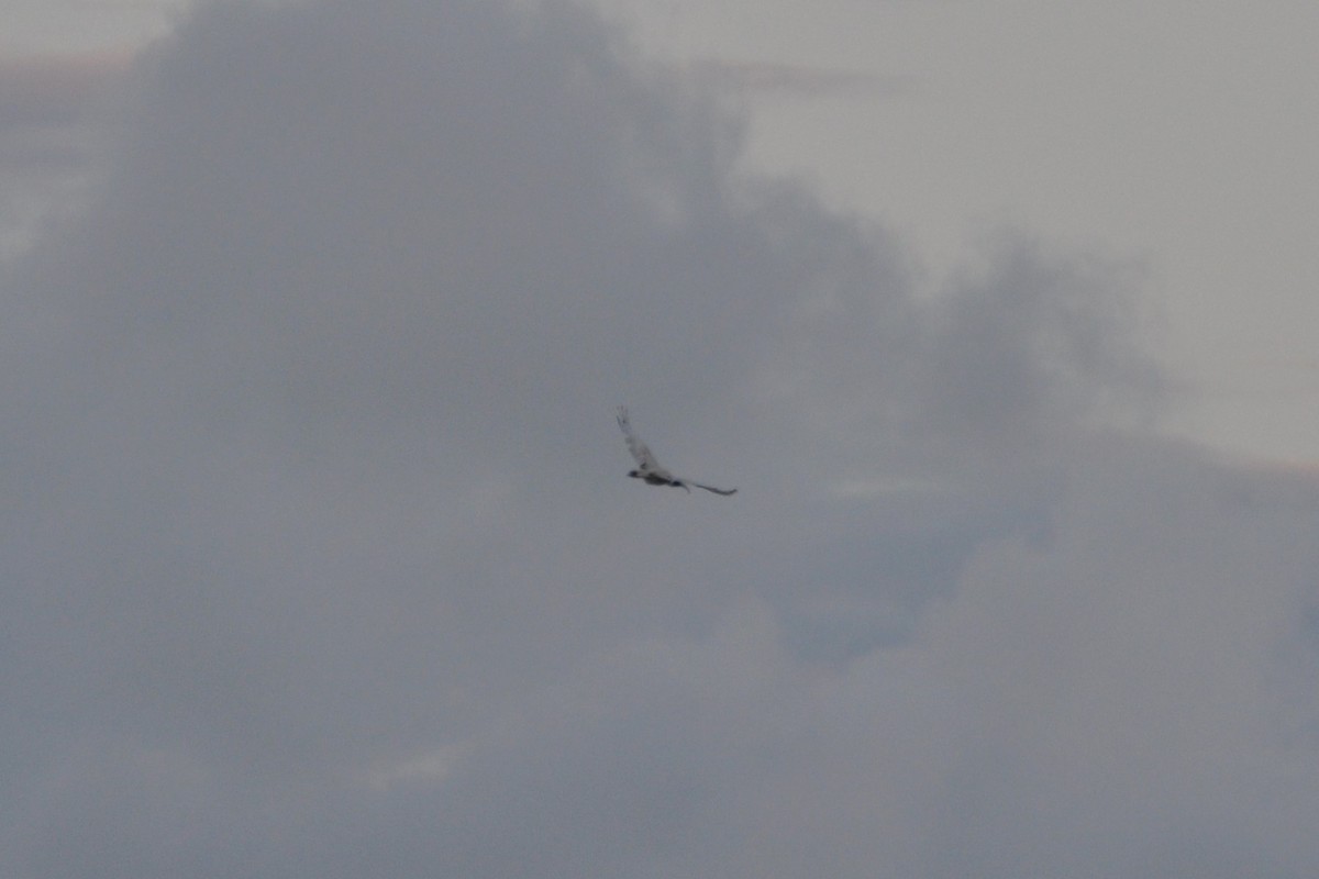 Australian Ibis - ML645376891