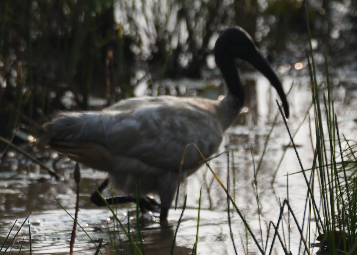 Black-headed Ibis - ML645376892