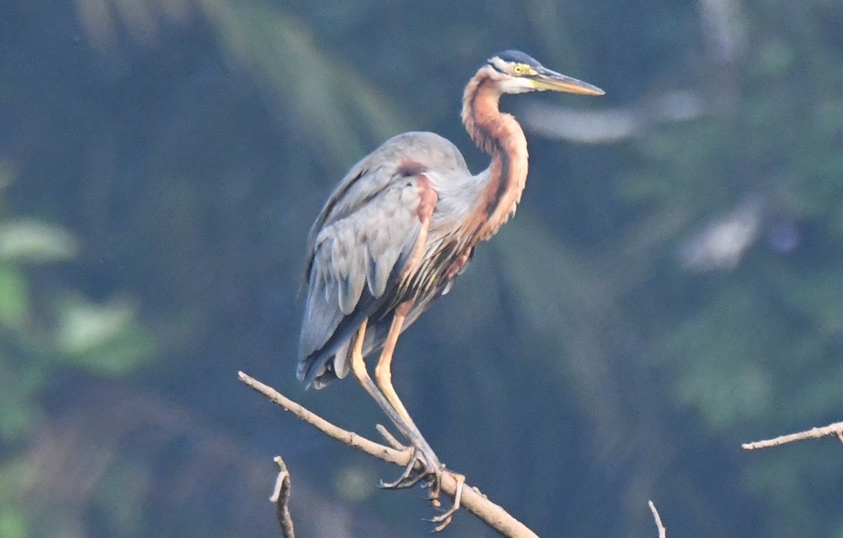 Purple Heron - ML645376893