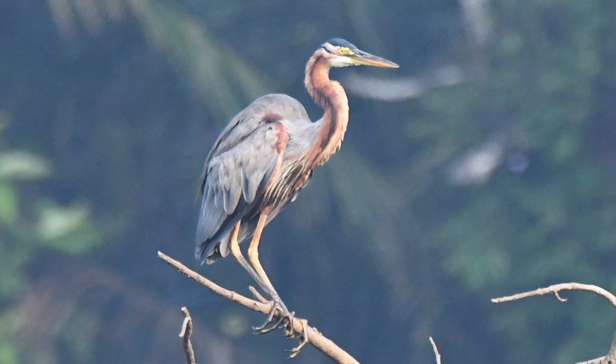 Purple Heron - ML645376894