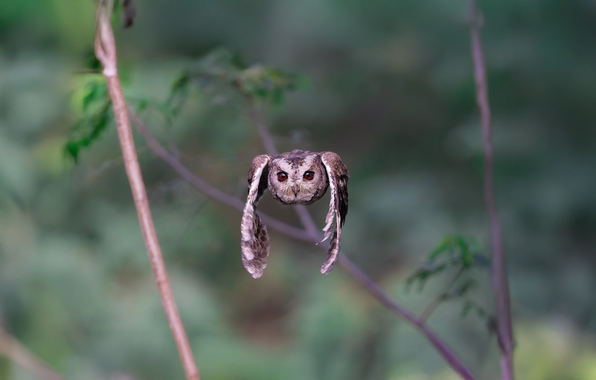 Indian Scops-Owl - ML645376895