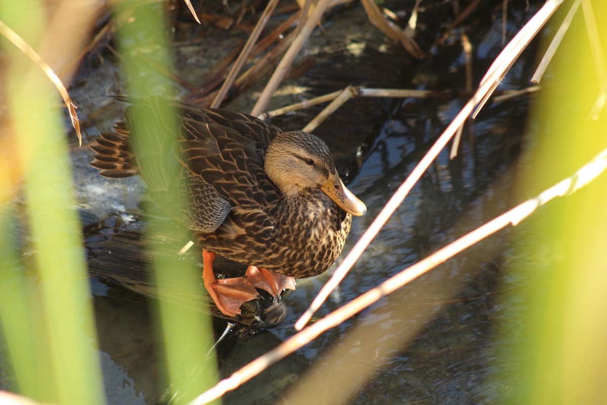 Mottled Duck - ML645376896