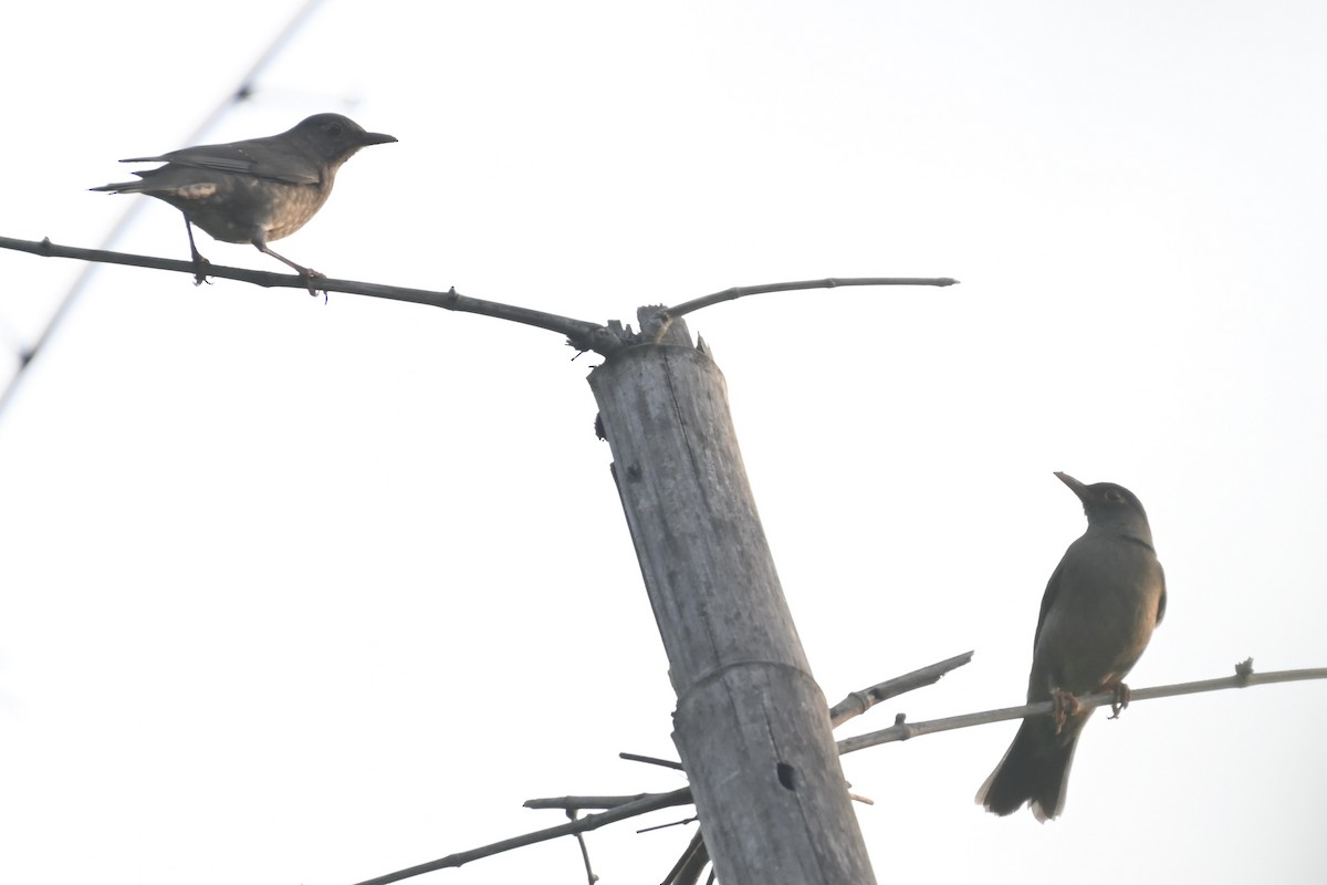 Blue Rock-Thrush - ML645376898