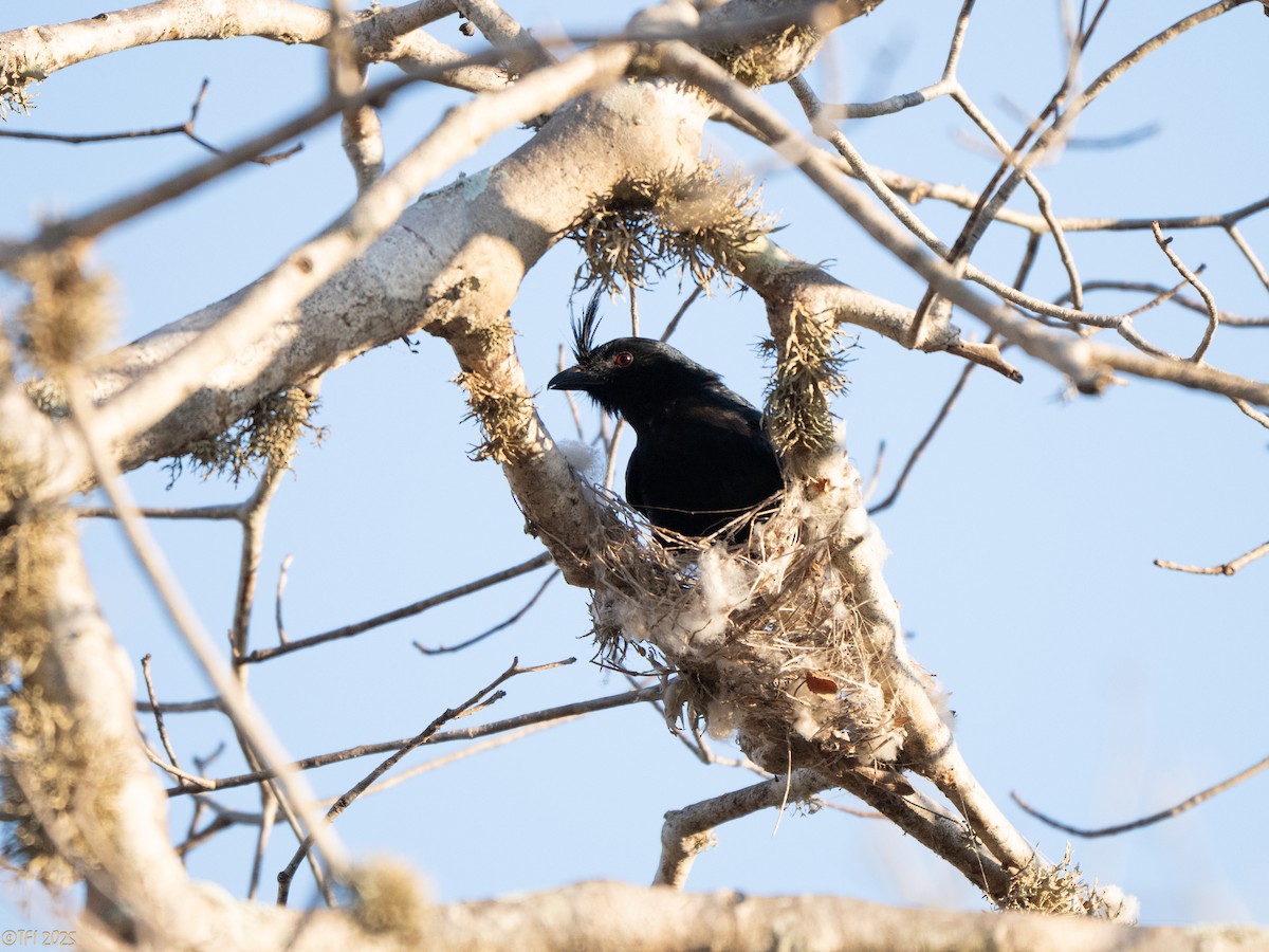 Crested Drongo (Madagascar) - ML645376899