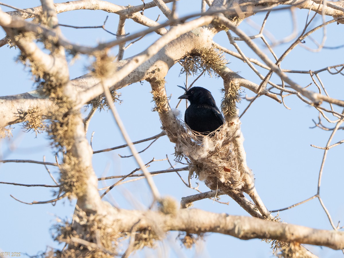 Crested Drongo (Madagascar) - ML645376902