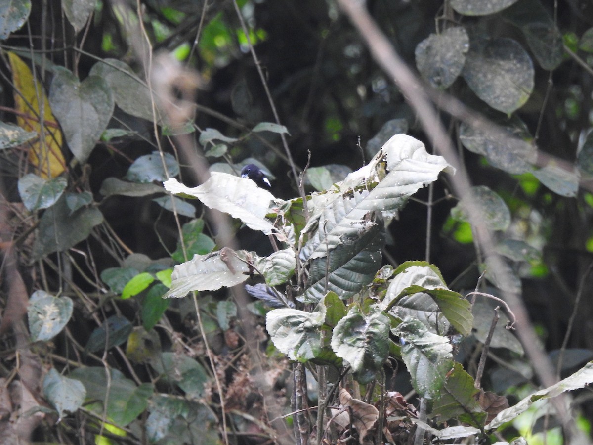 White-shouldered Tanager - ML645376904