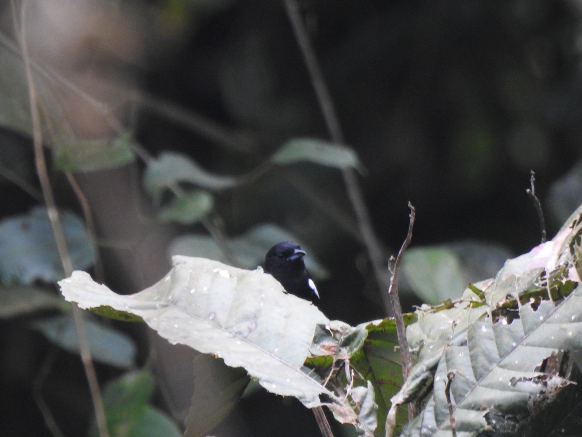 White-shouldered Tanager - ML645376905