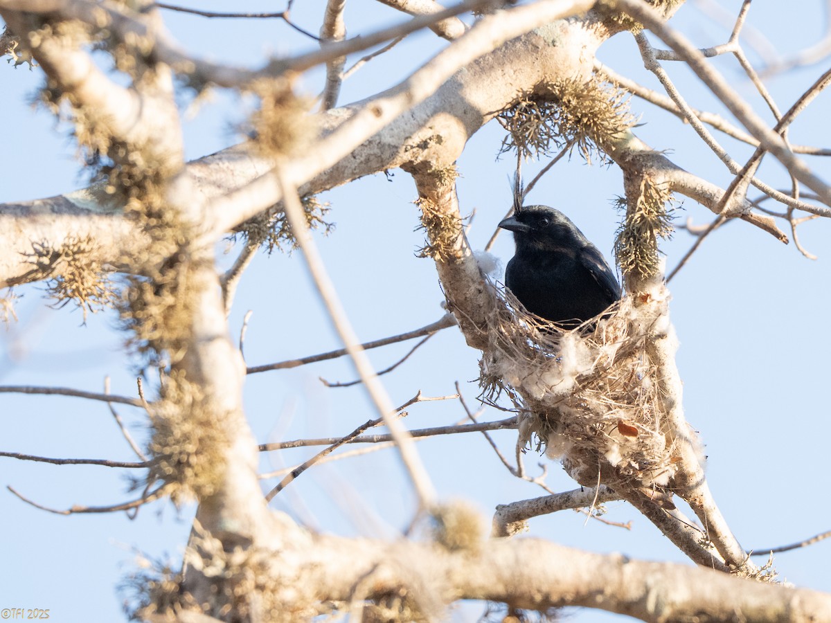 Crested Drongo (Madagascar) - ML645376906