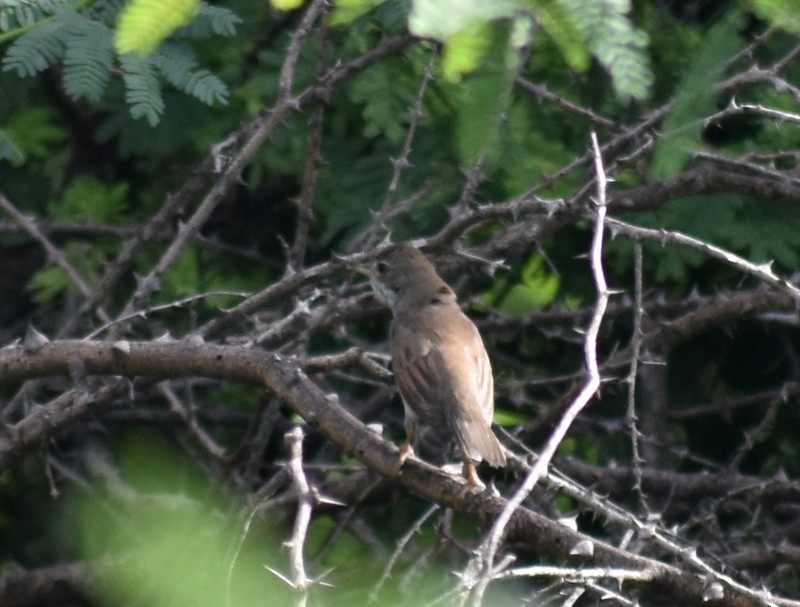 Greater Whitethroat - ML645376907