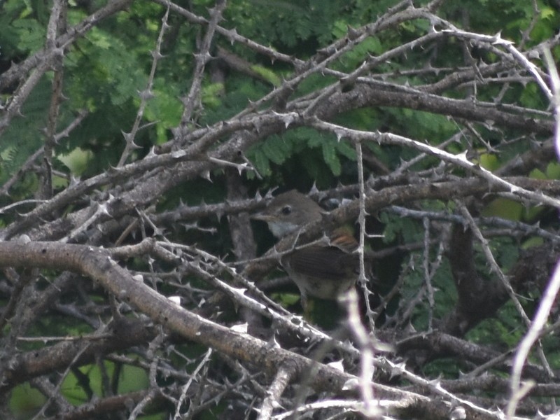 Greater Whitethroat - ML645376908