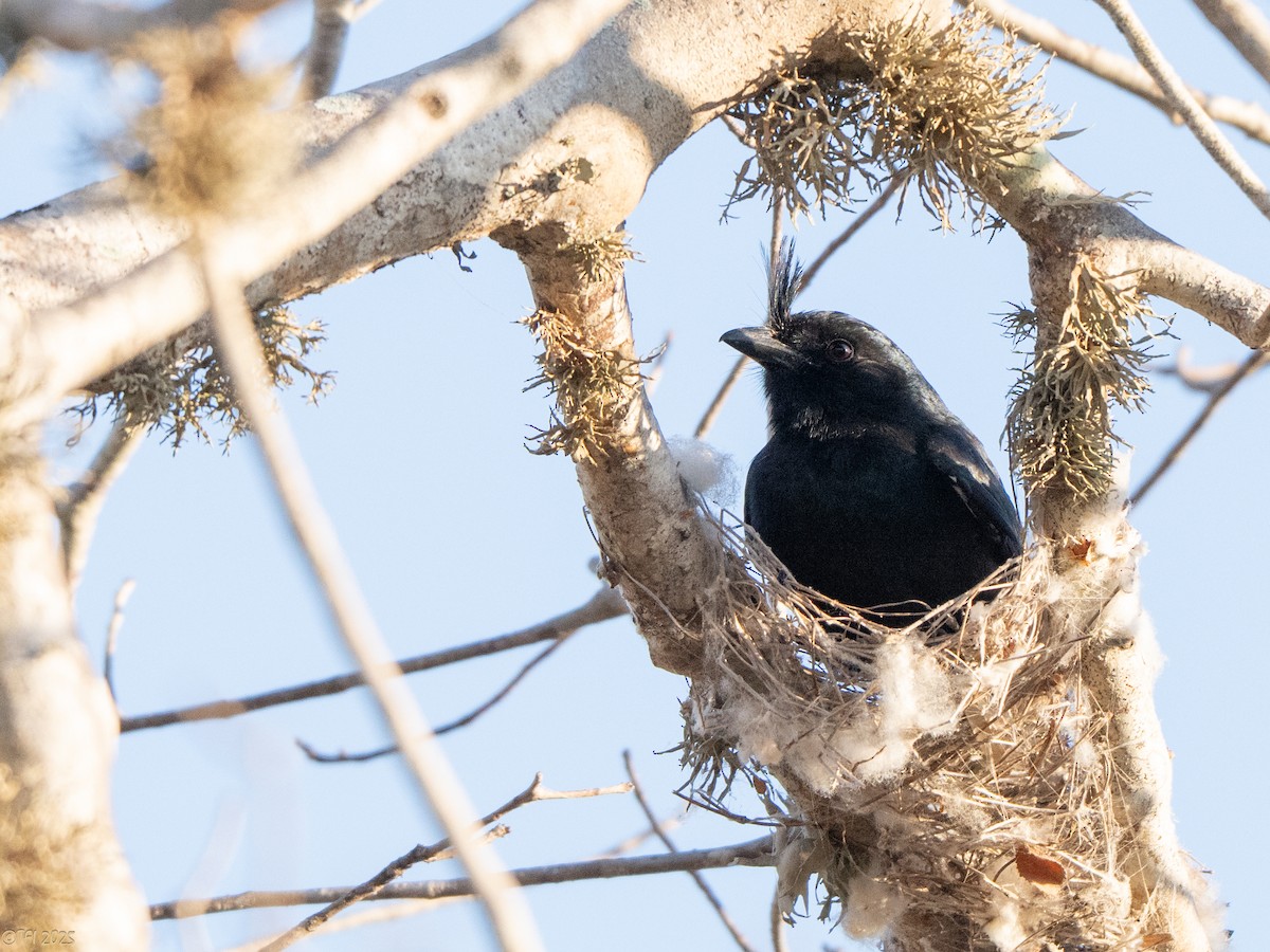 Crested Drongo (Madagascar) - ML645376909