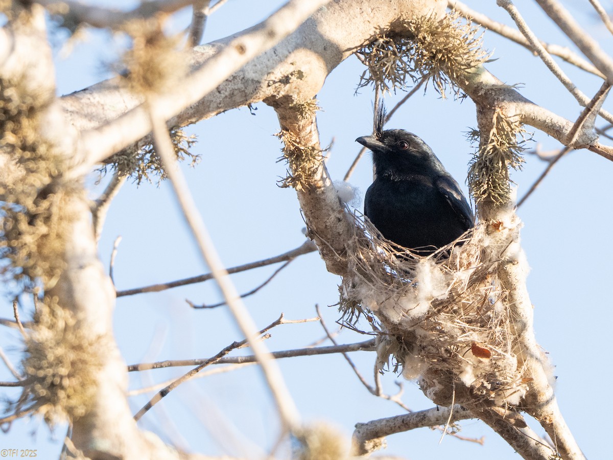 Crested Drongo (Madagascar) - ML645376910