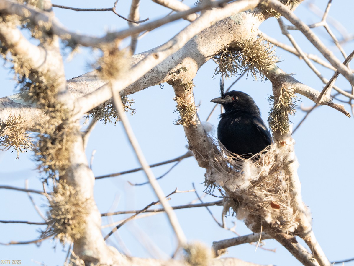 Crested Drongo (Madagascar) - ML645376912