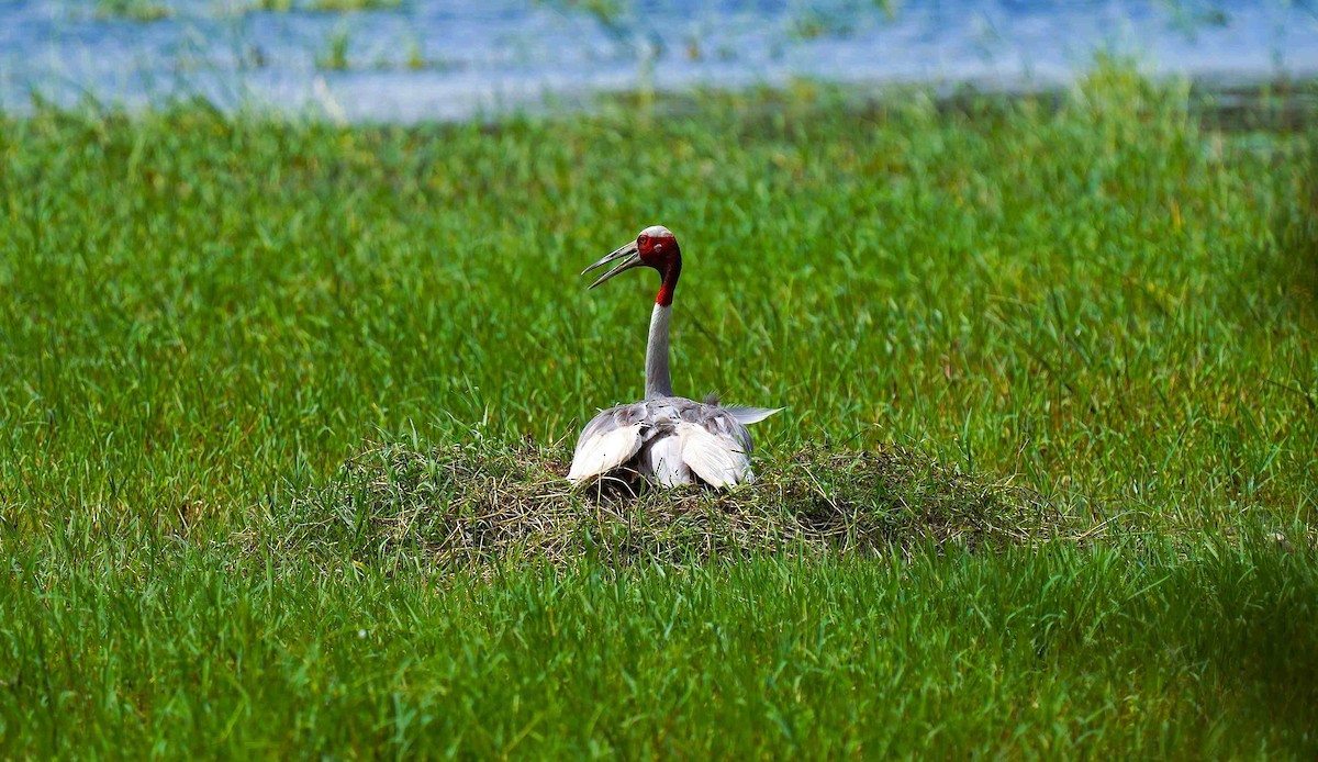 Sarus Crane - ML645376913
