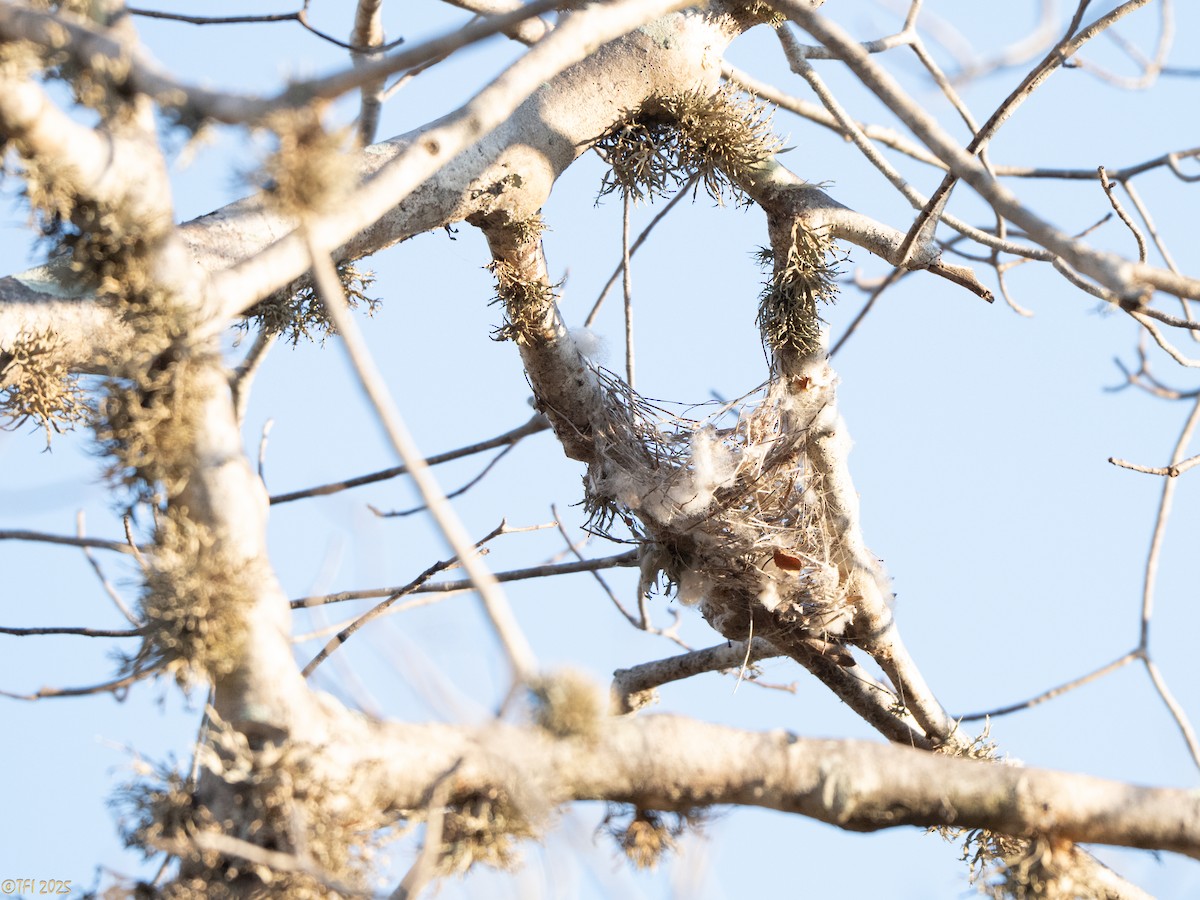 Crested Drongo (Madagascar) - ML645376914