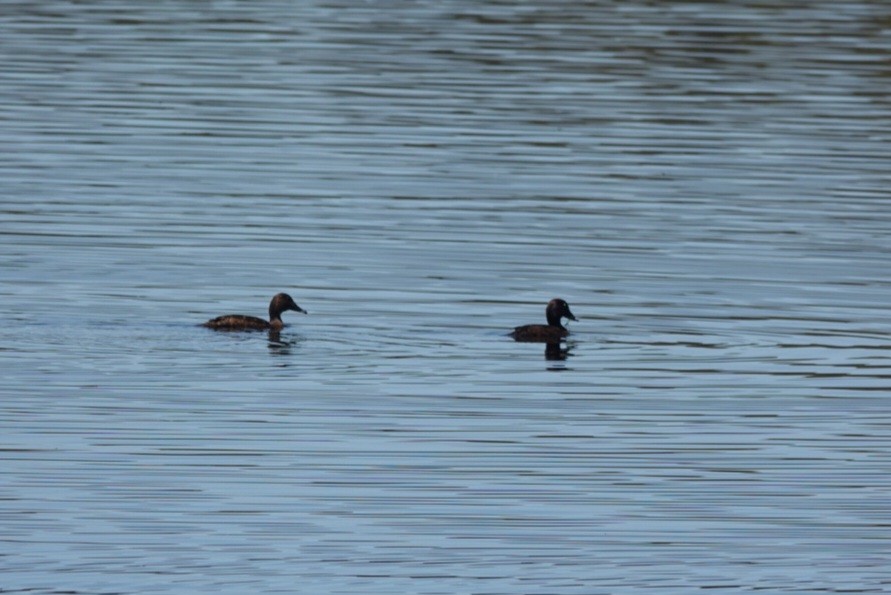 Hardhead - ML645376915