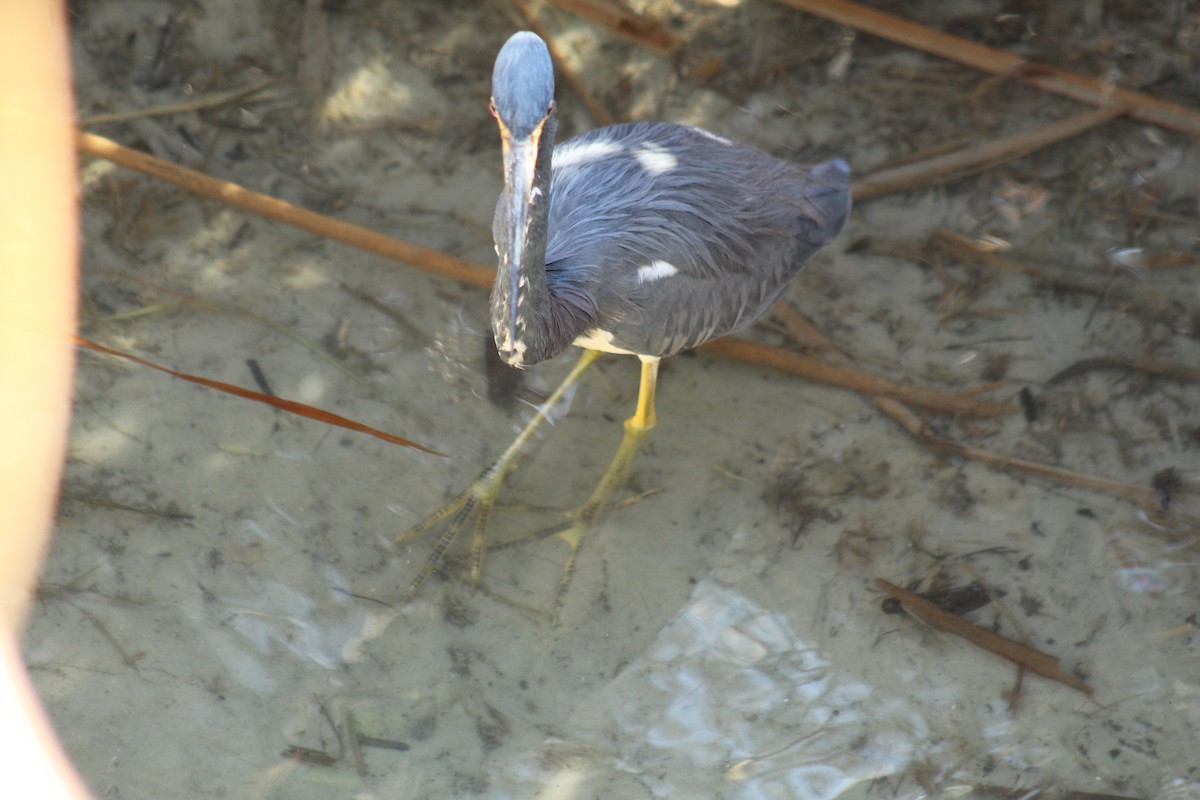 Tricolored Heron - ML645376918