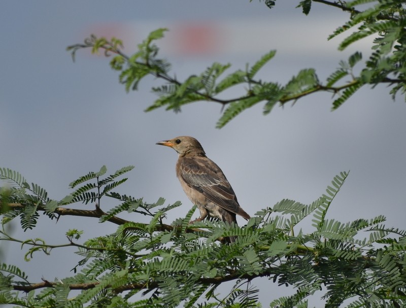 Rosy Starling - ML645376928