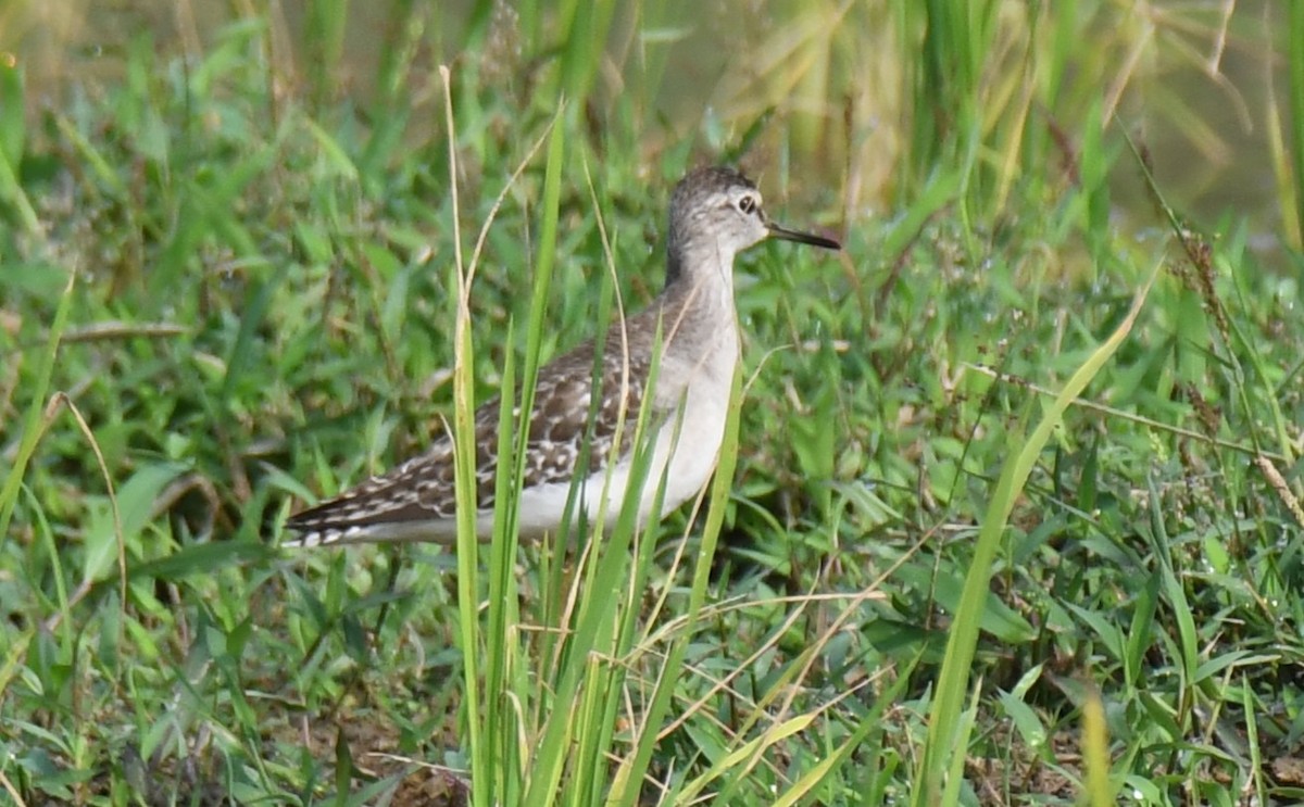 タカブシギ - ML645376944