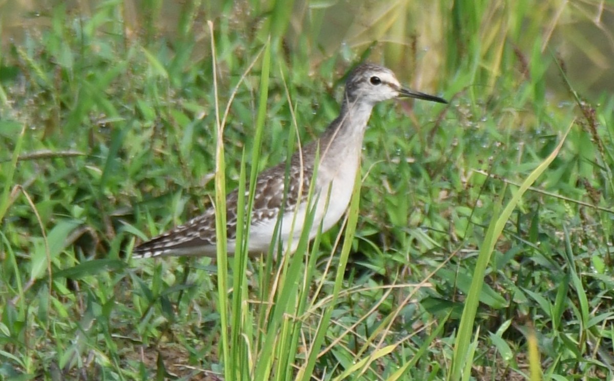 タカブシギ - ML645376948