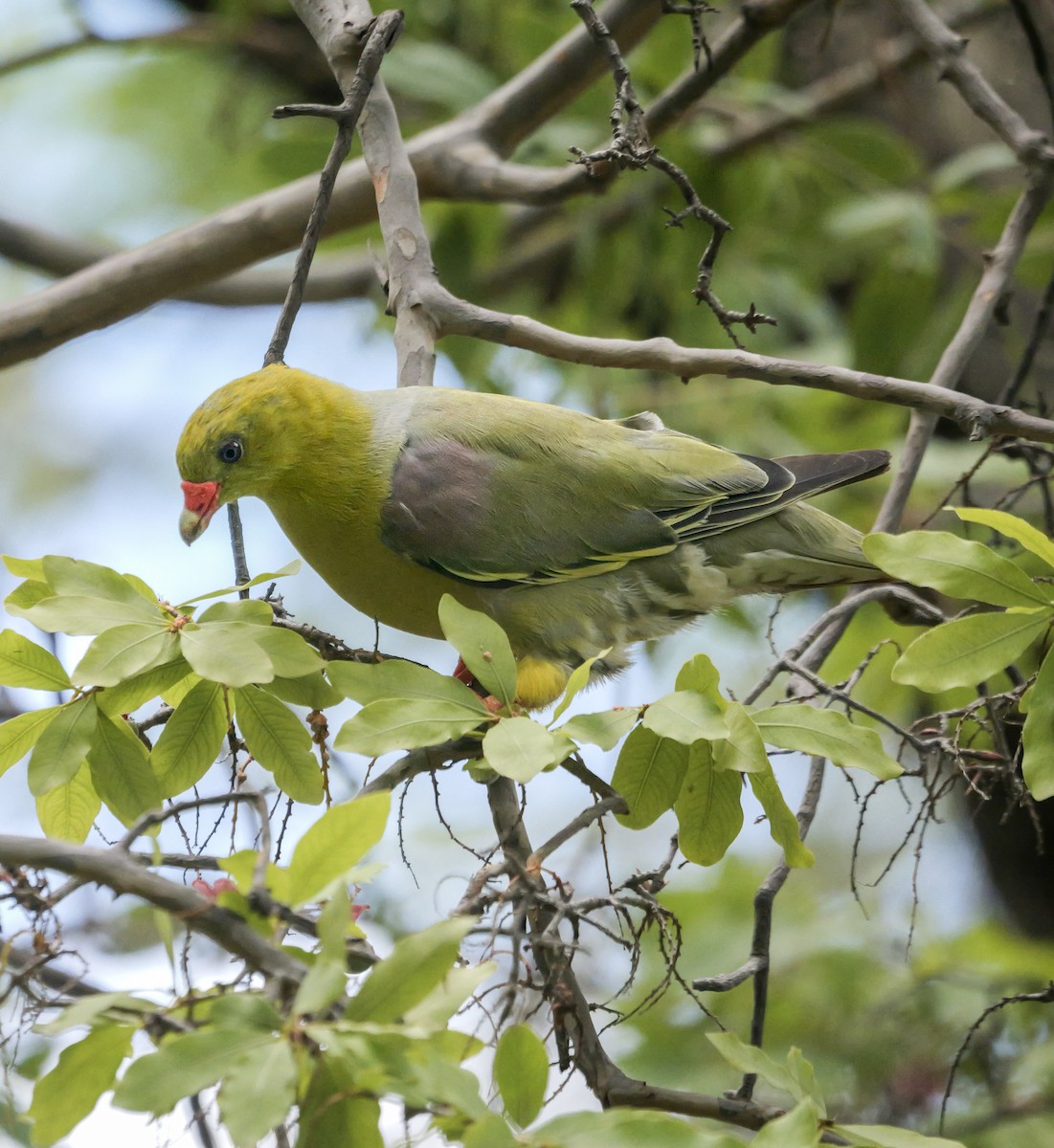 afrikagrønndue (calvus gr.) - ML645376961