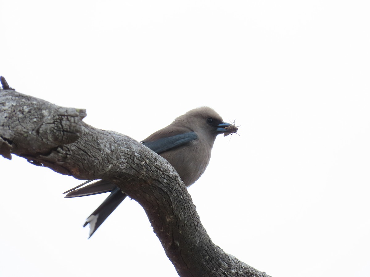 sotsvalestær - ML645376967