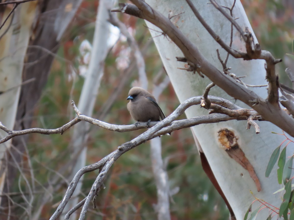 sotsvalestær - ML645376968