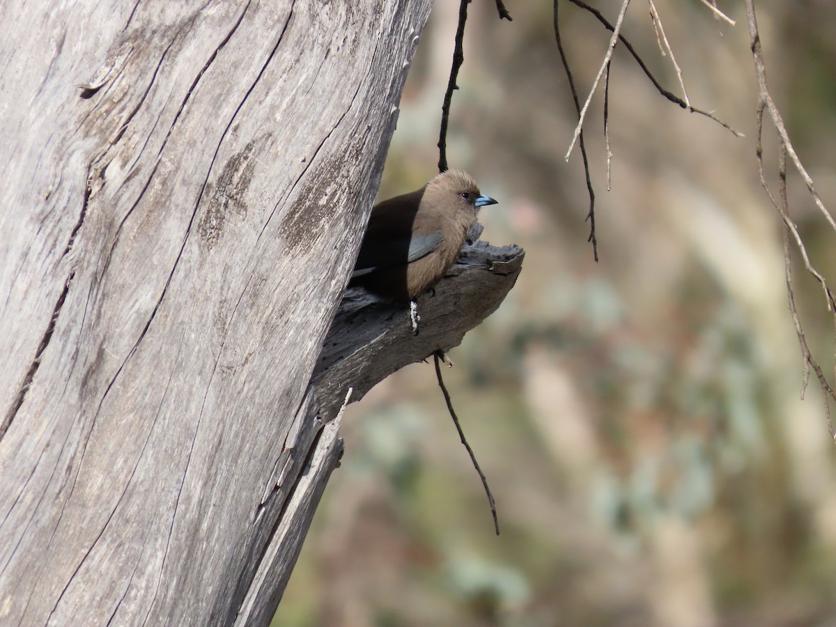 sotsvalestær - ML645376969