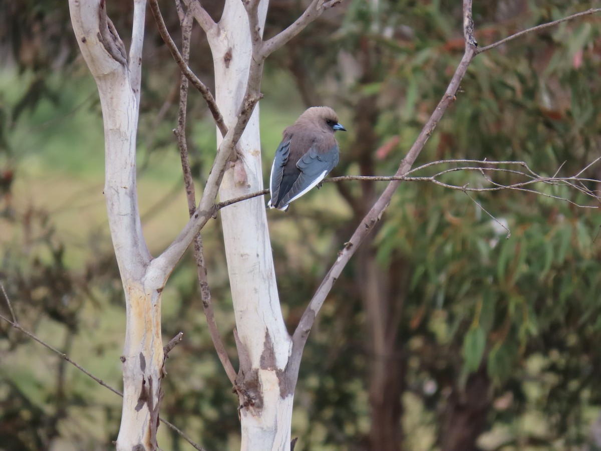 sotsvalestær - ML645376970