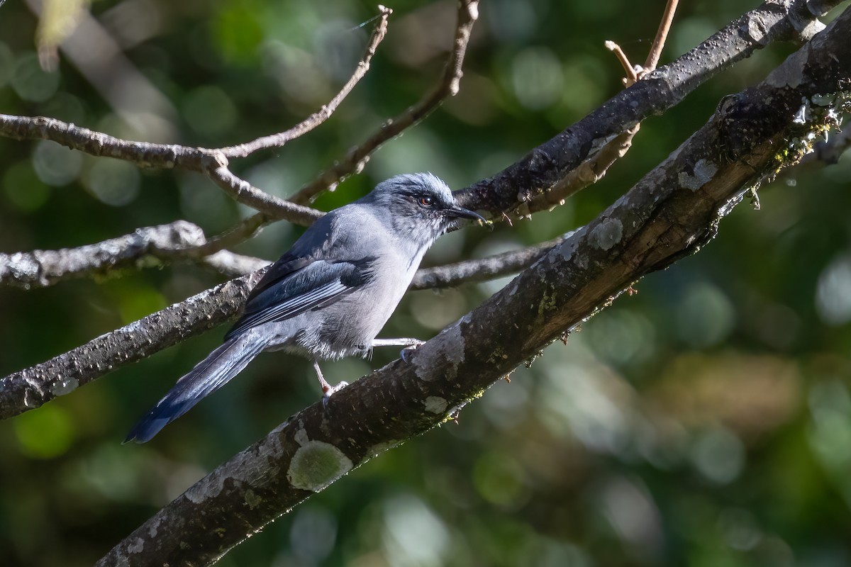 fagersibia - ML645376971