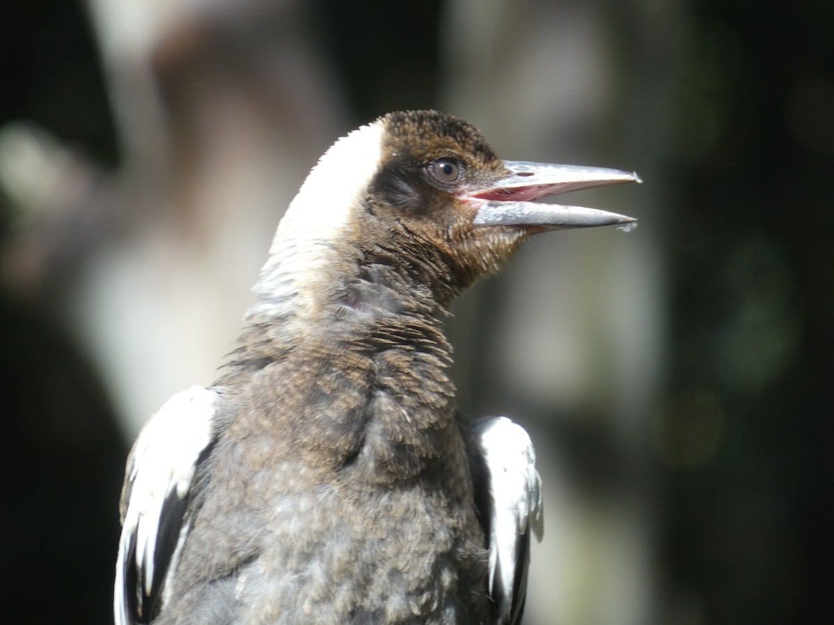 plystreskjære - ML645376974