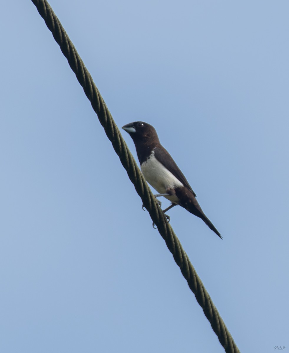 hvitgumpnonne - ML645376975