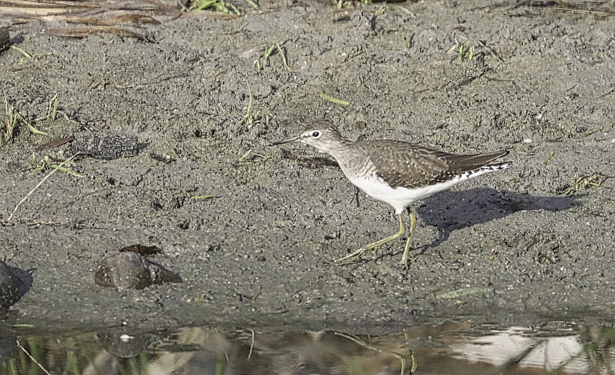 eremittsnipe - ML645376976
