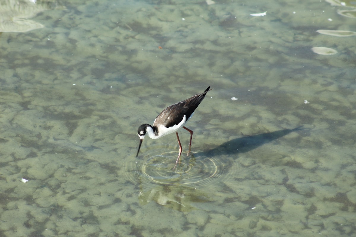 svartkronestylteløper - ML645376978