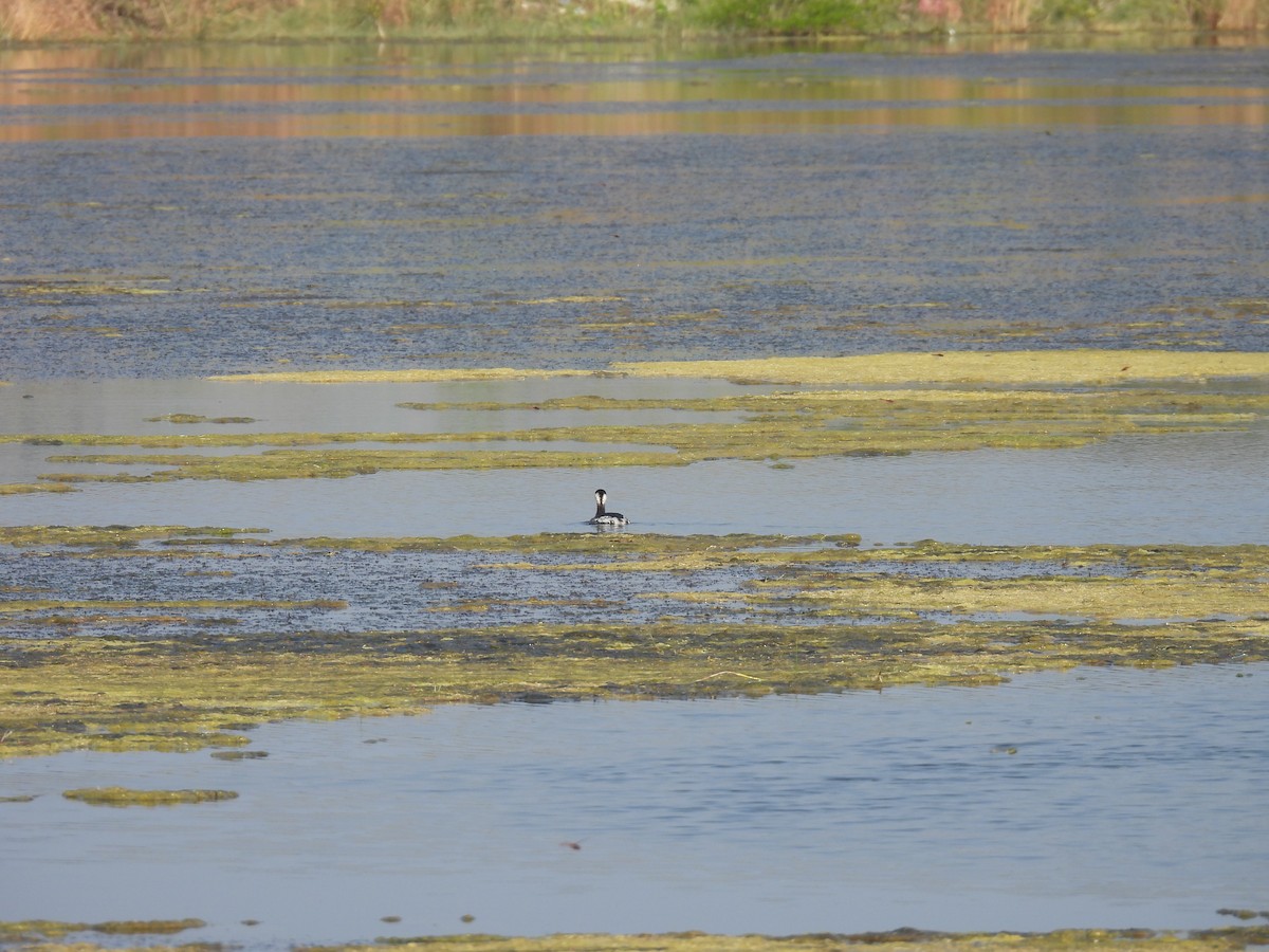 storskrikørn - ML645376980